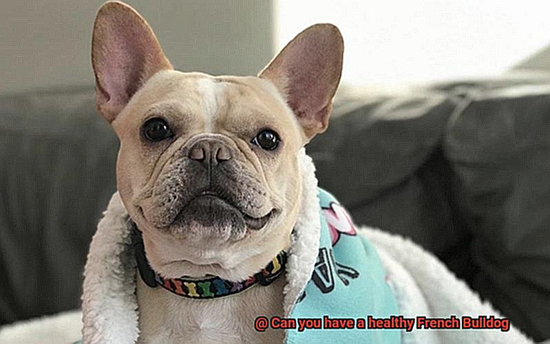 Can you have a healthy French Bulldog-12