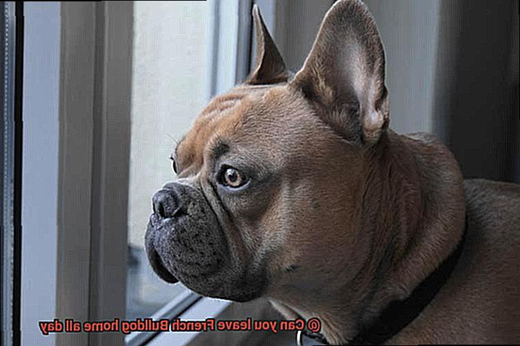 Can you leave French Bulldog home all day-2
