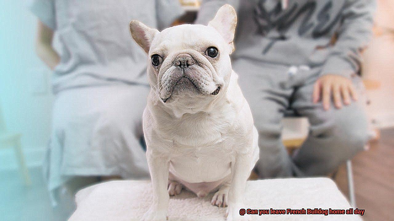 Can you leave French Bulldog home all day-3