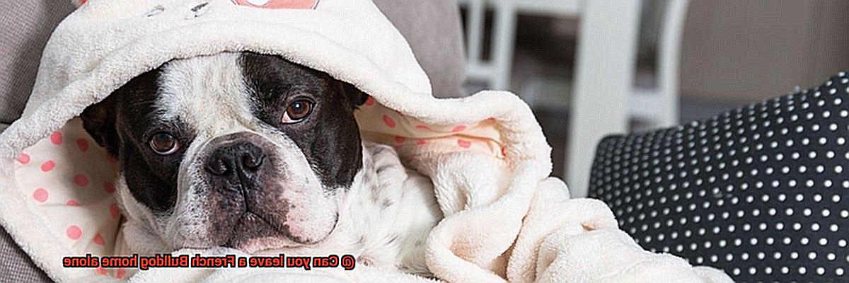 Can you leave a French Bulldog home alone-7