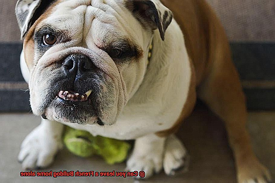 Can you leave a French Bulldog home alone-4