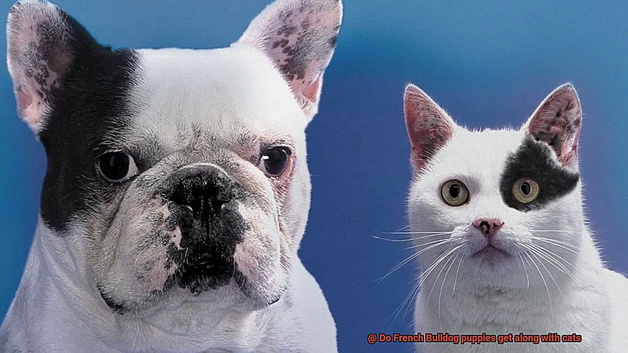 Do French Bulldog puppies get along with cats-3