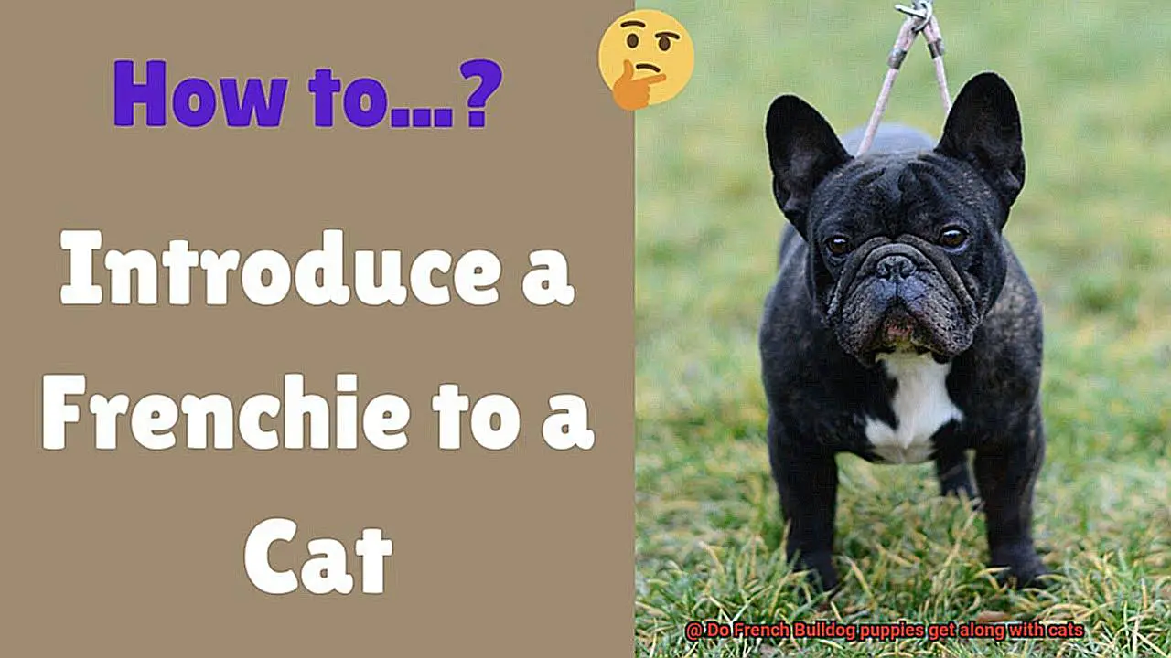 Do French Bulldog puppies get along with cats-4