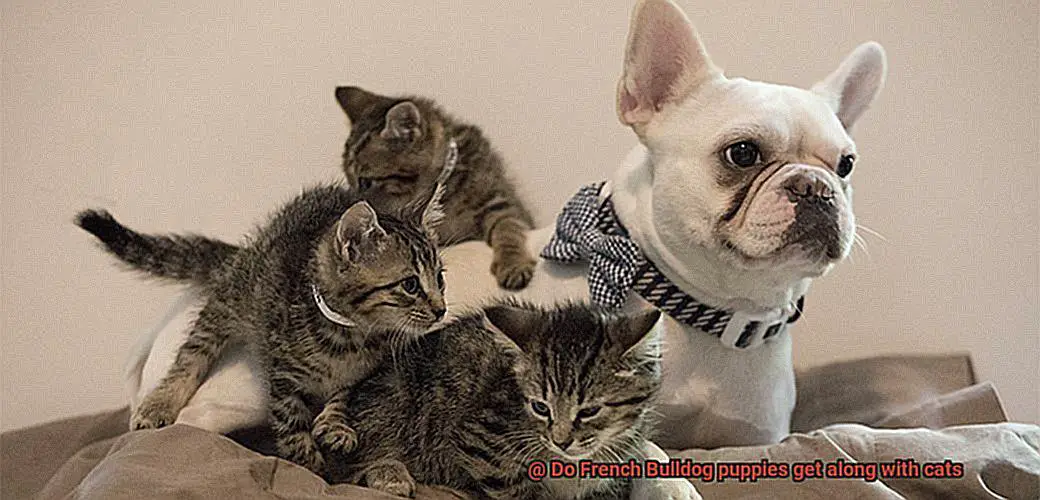 Do French Bulldog puppies get along with cats-15