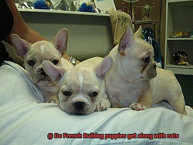 Do French Bulldog puppies get along with cats-12