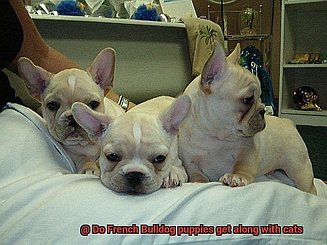Do French Bulldog puppies get along with cats-12