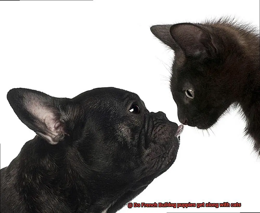 Do French Bulldog puppies get along with cats-13