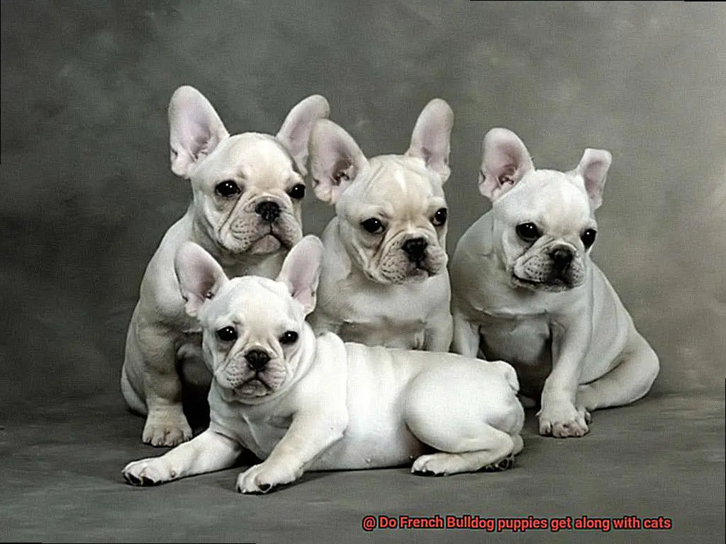 Do French Bulldog puppies get along with cats-10