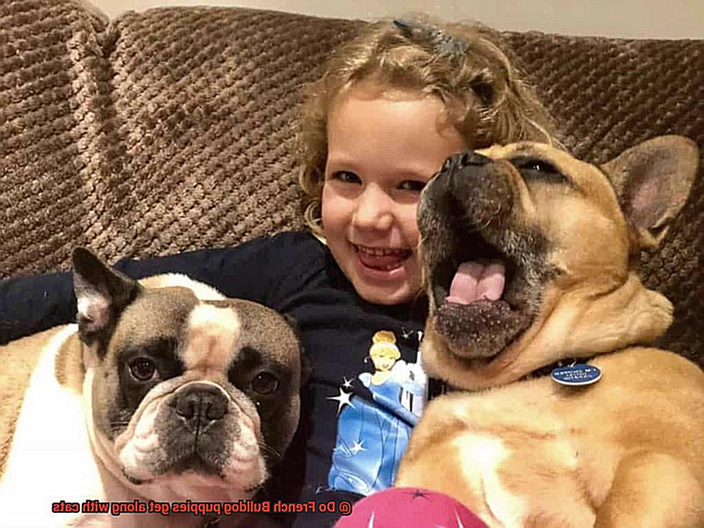 Do French Bulldog puppies get along with cats-14