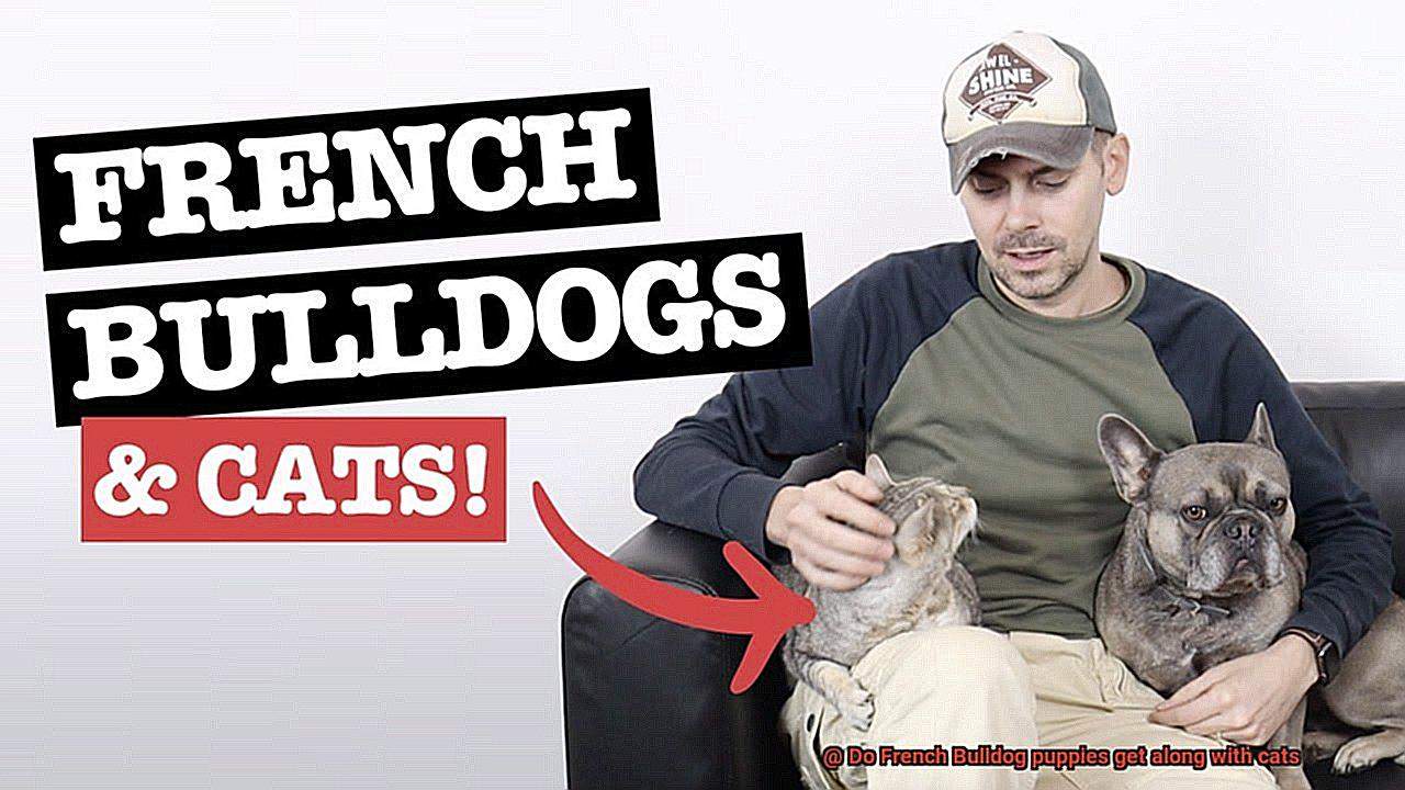 Do French Bulldog puppies get along with cats-9