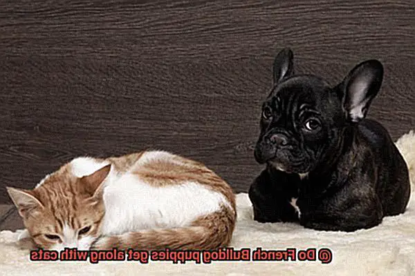 Do French Bulldog puppies get along with cats-8