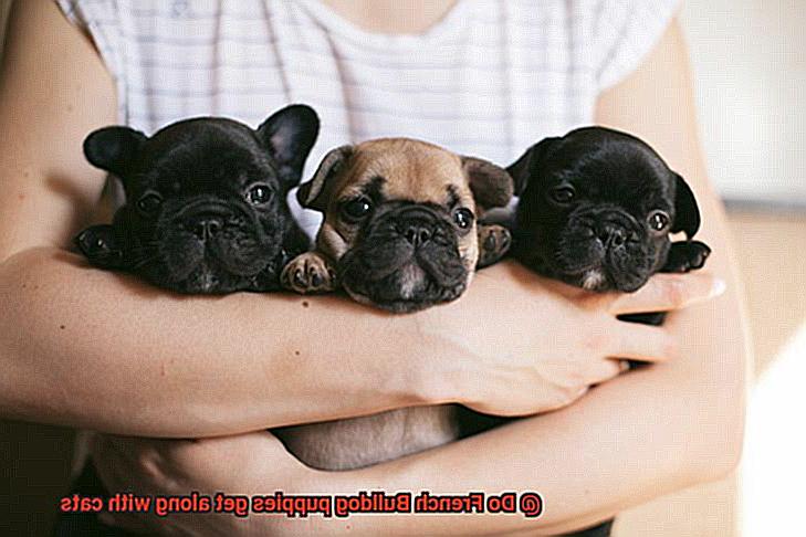 Do French Bulldog puppies get along with cats-6