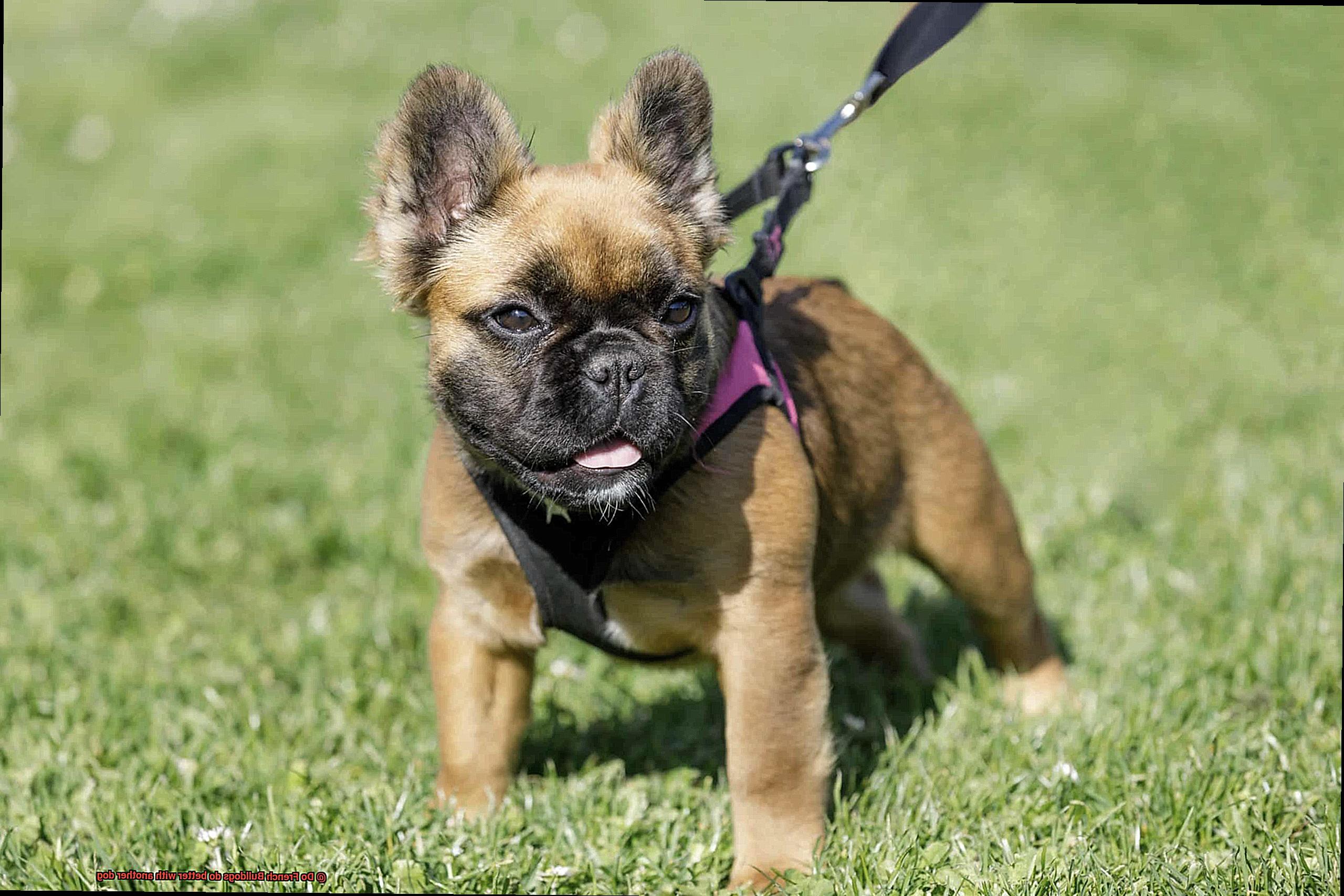 Do French Bulldogs do better with another dog-5