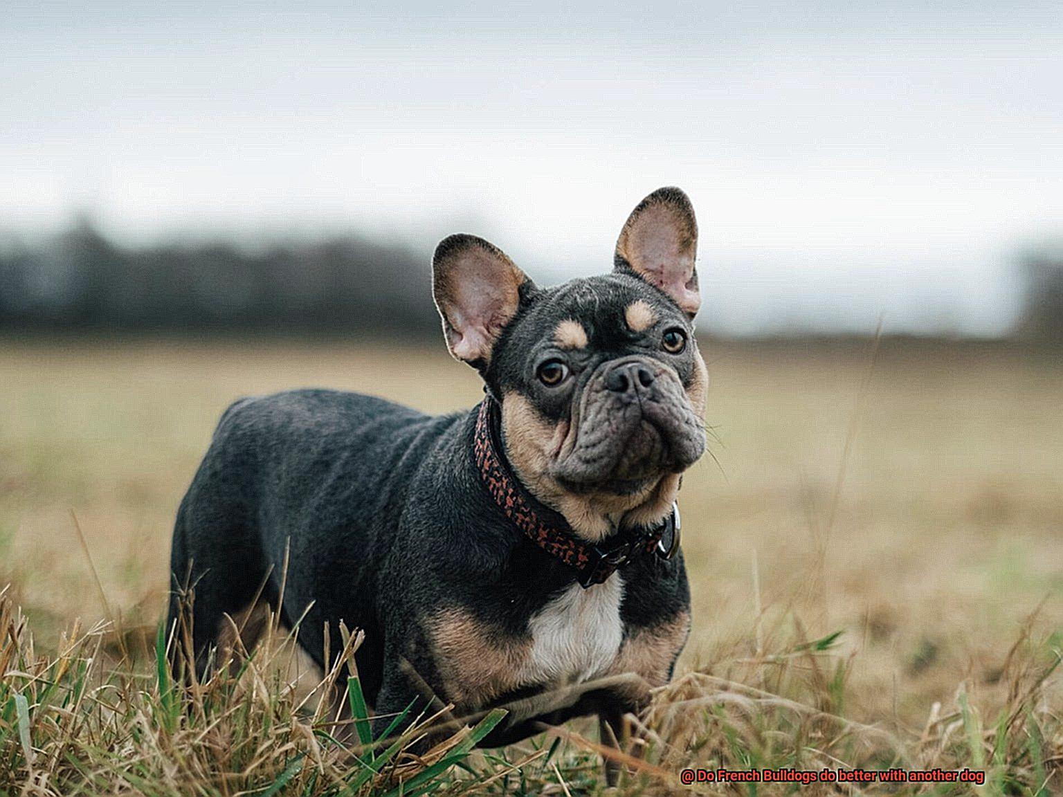 Do French Bulldogs do better with another dog-4