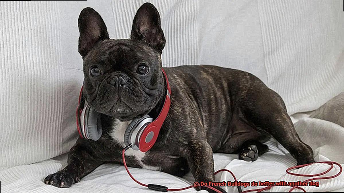 Do French Bulldogs do better with another dog-3
