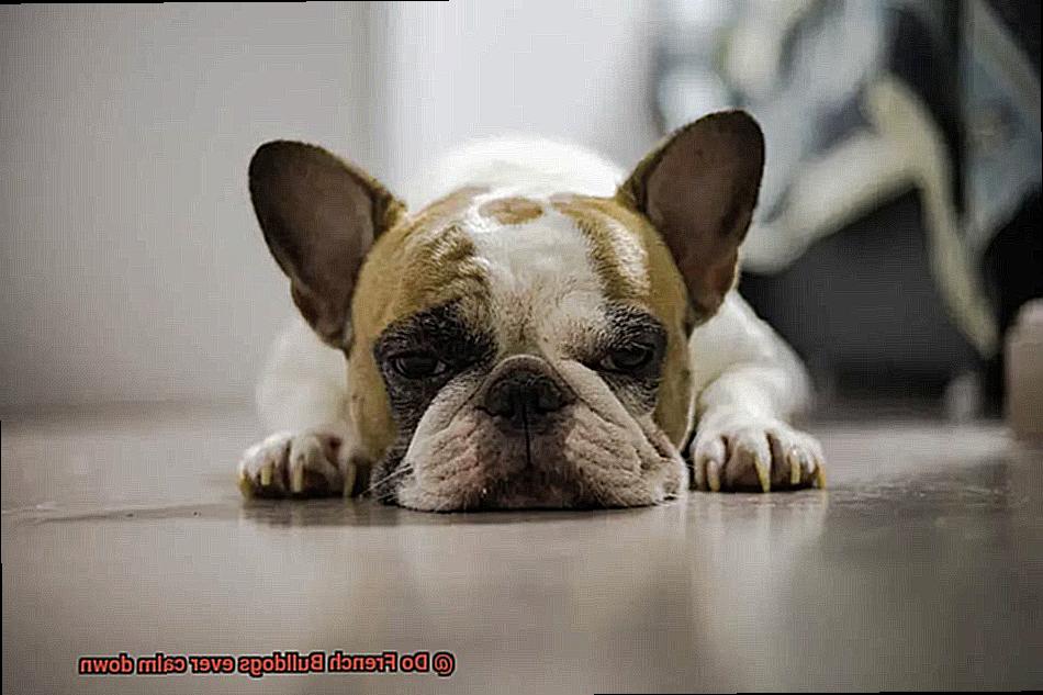 Do French Bulldogs ever calm down-2