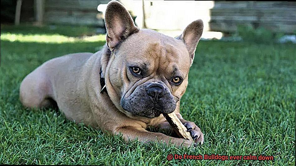 Do French Bulldogs ever calm down-3
