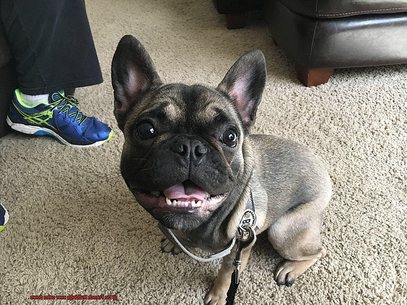 Do French Bulldogs ever calm down-7