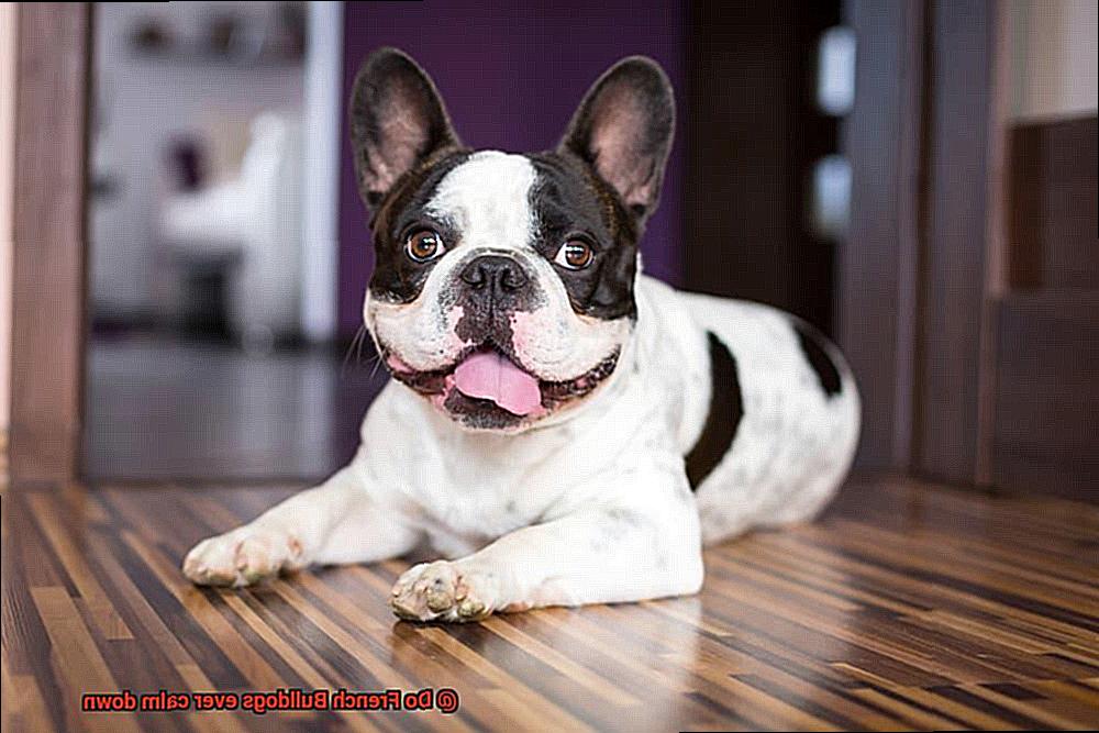 Do French Bulldogs ever calm down-11