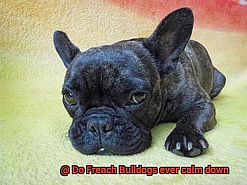 Do French Bulldogs ever calm down-8
