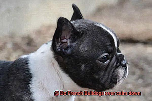 Do French Bulldogs ever calm down-9