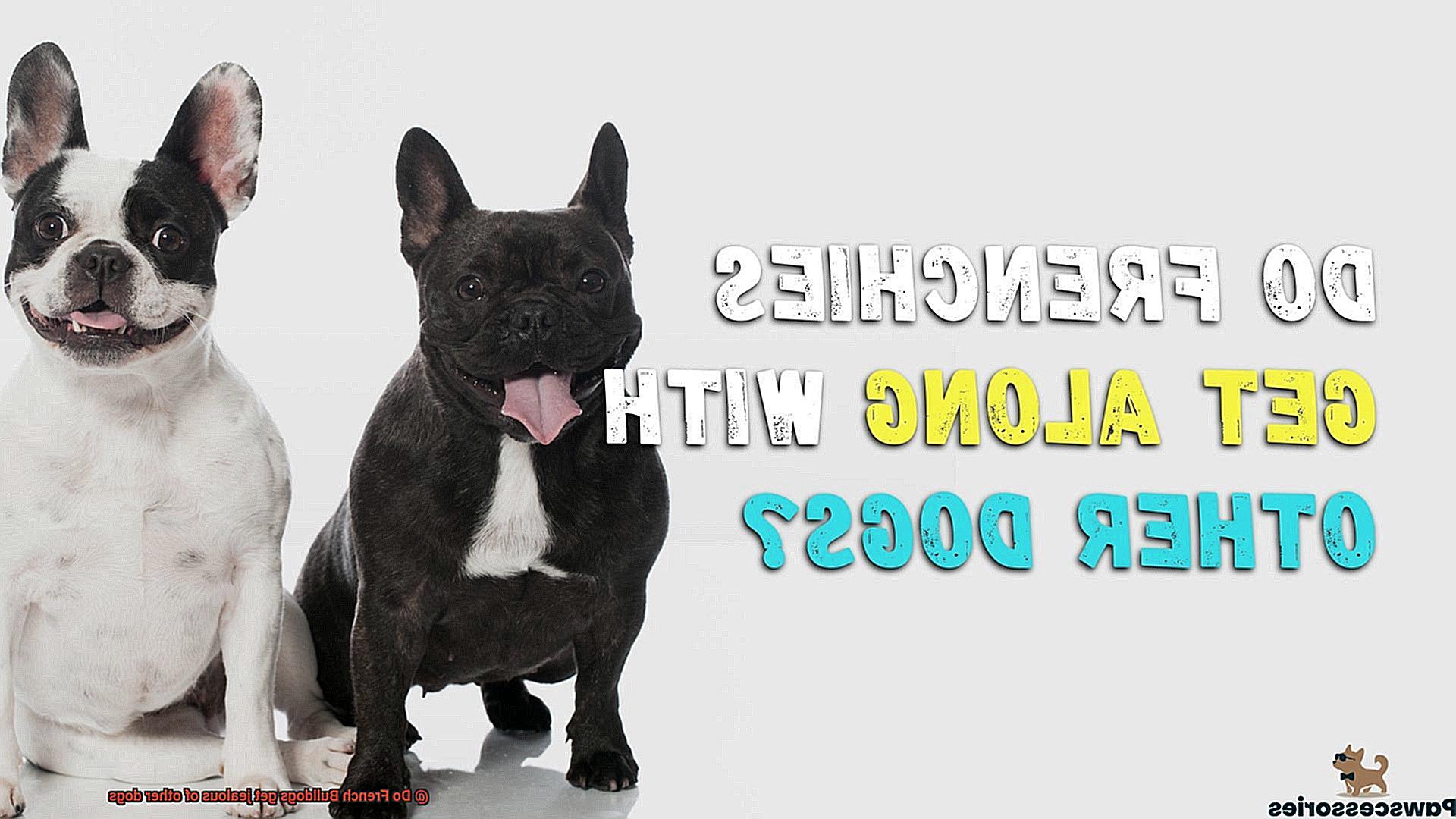 Do French Bulldogs get jealous of other dogs-7