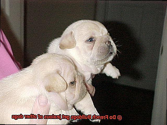 Do French Bulldogs get jealous of other dogs-12