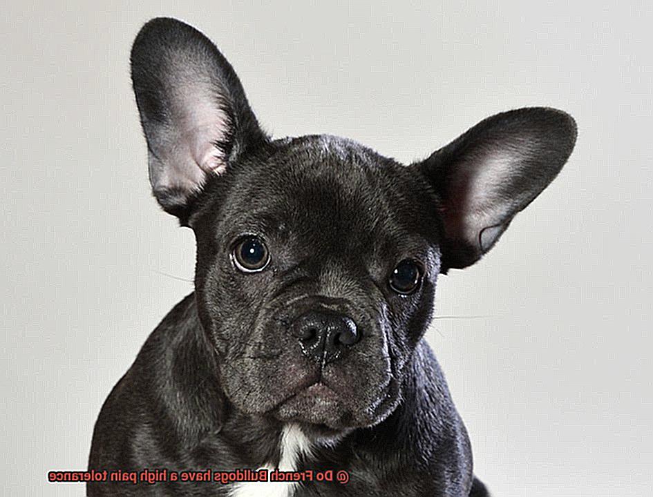 Do French Bulldogs have a high pain tolerance-6