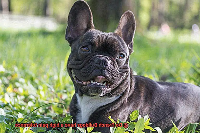 Do French Bulldogs have a high pain tolerance-13