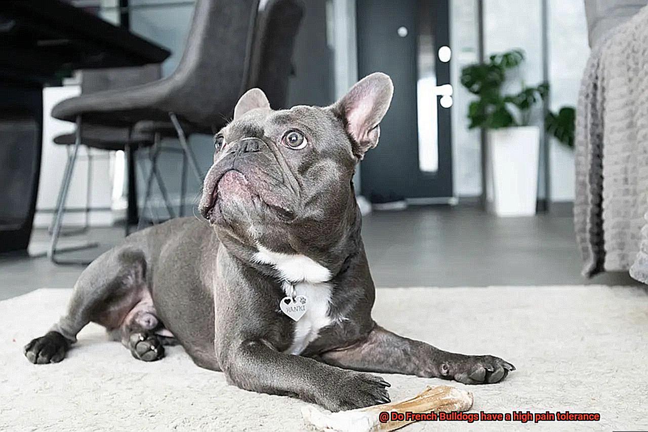 Do French Bulldogs have a high pain tolerance-7