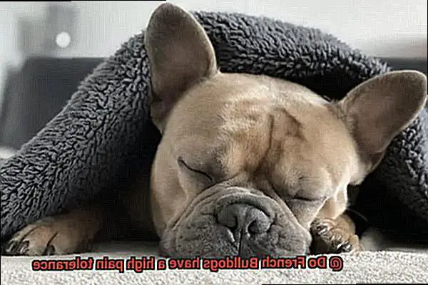 Do French Bulldogs have a high pain tolerance-9