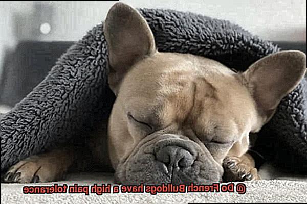Do French Bulldogs have a high pain tolerance-9