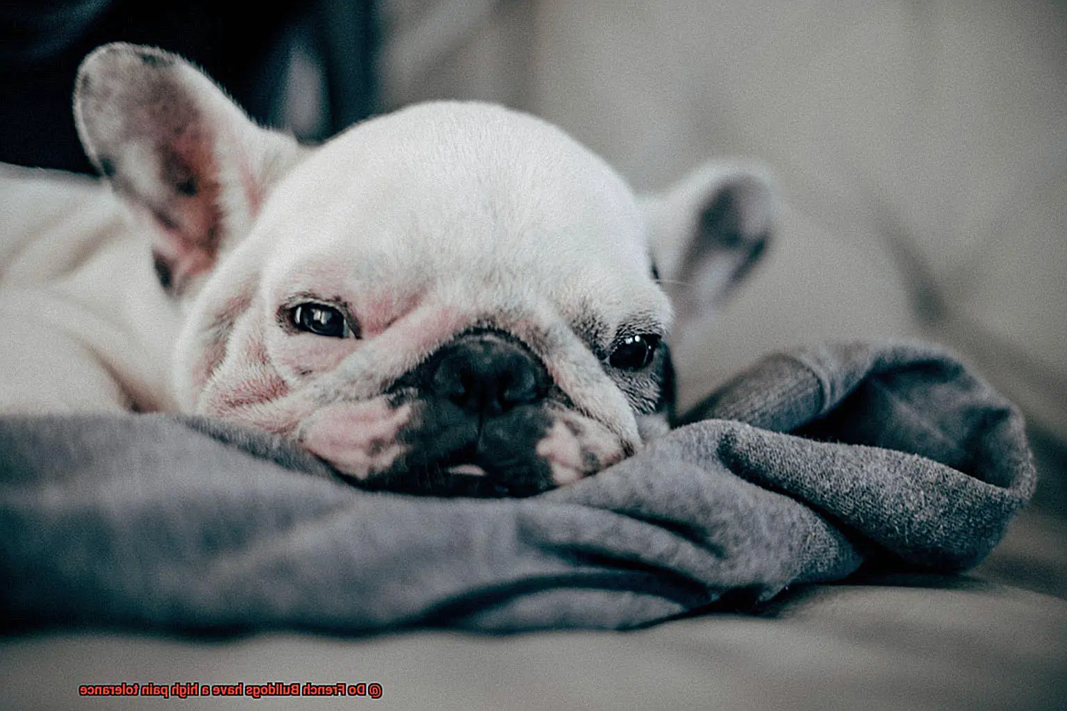 Do French Bulldogs have a high pain tolerance-2
