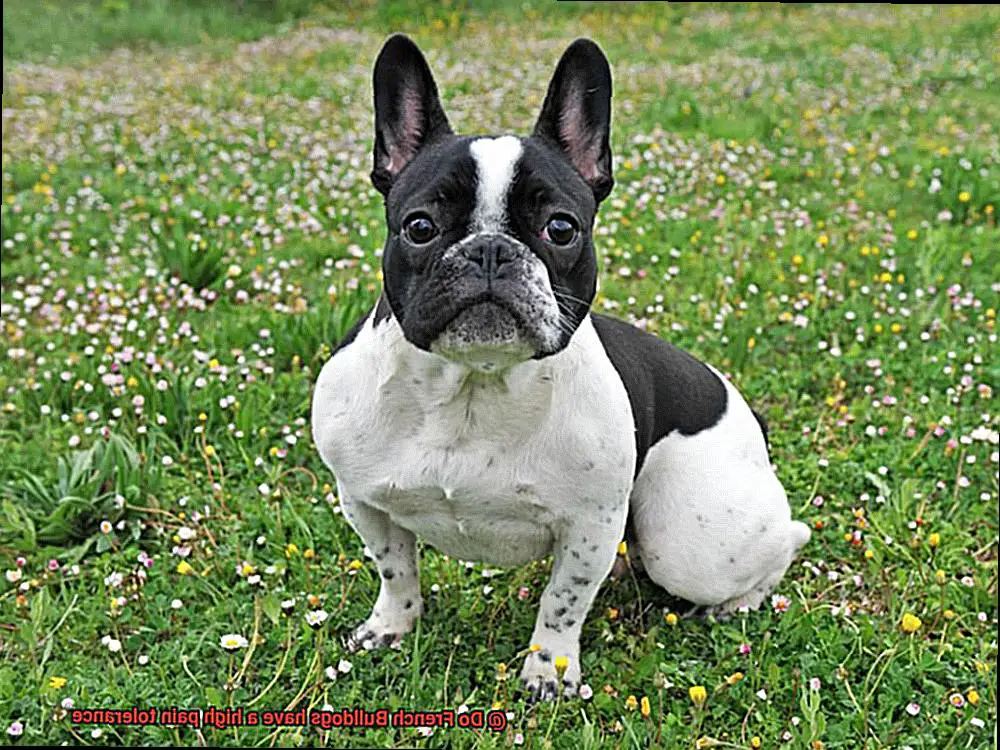 Do French Bulldogs have a high pain tolerance-10
