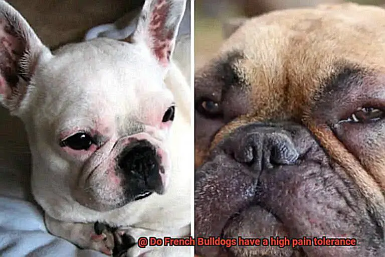 Do French Bulldogs have a high pain tolerance-5