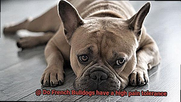 Do French Bulldogs have a high pain tolerance-4