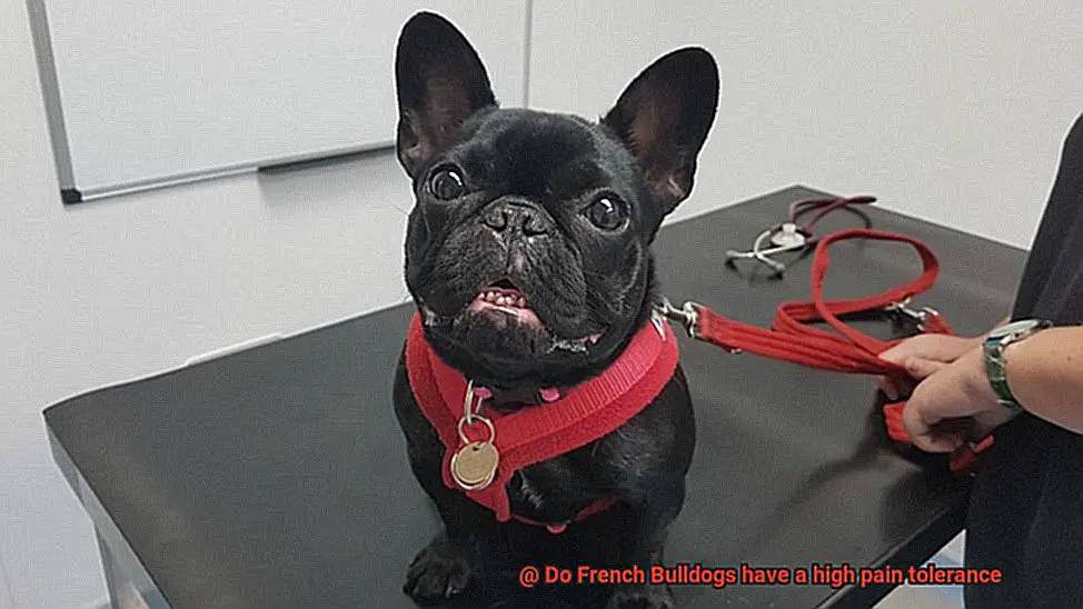 Do French Bulldogs have a high pain tolerance-3