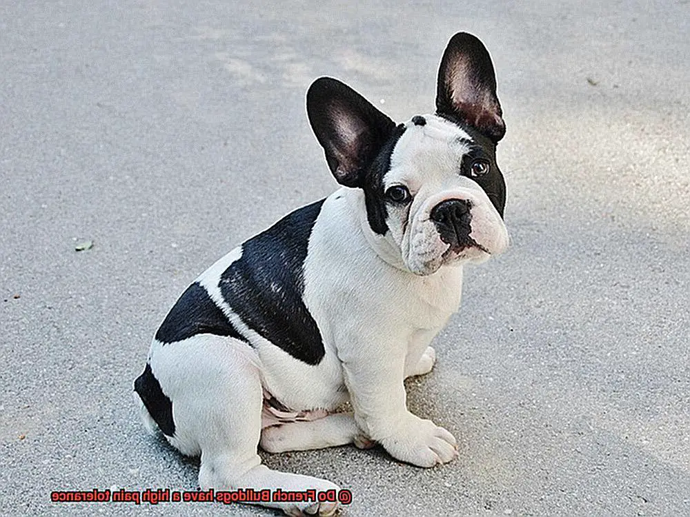 Do French Bulldogs have a high pain tolerance-12