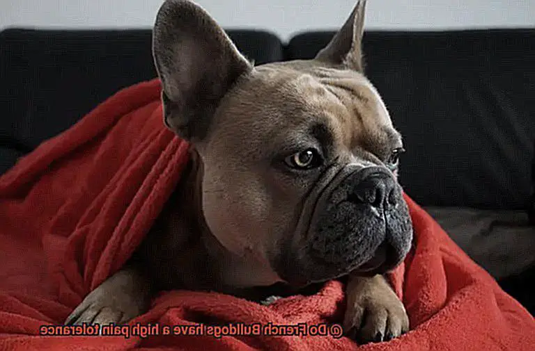 Do French Bulldogs have a high pain tolerance-8