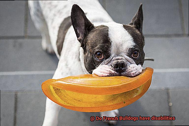 Do French Bulldogs have disabilities-6