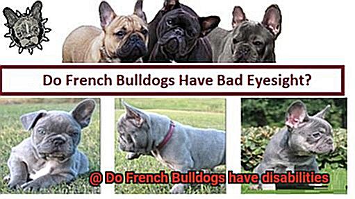 Do French Bulldogs have disabilities-7