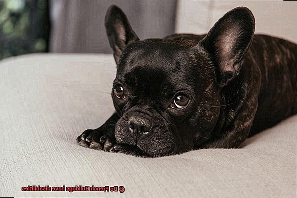 Do French Bulldogs have disabilities-2