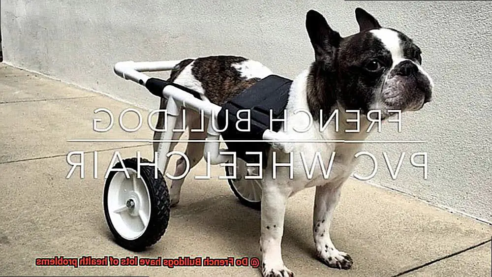 Do French Bulldogs have lots of health problems-10