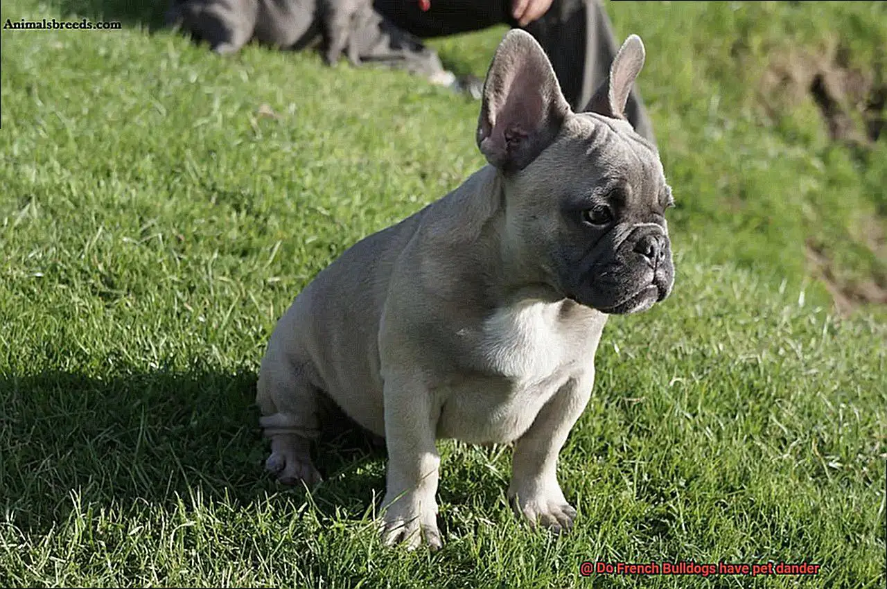Do French Bulldogs have pet dander-9
