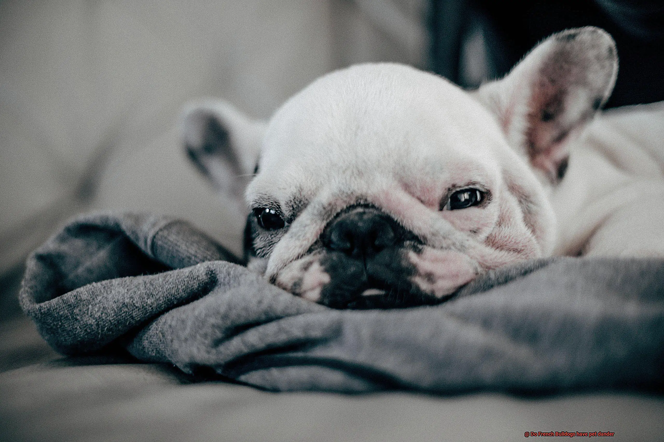 Do French Bulldogs have pet dander-5