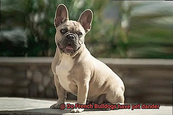 Do French Bulldogs have pet dander-3