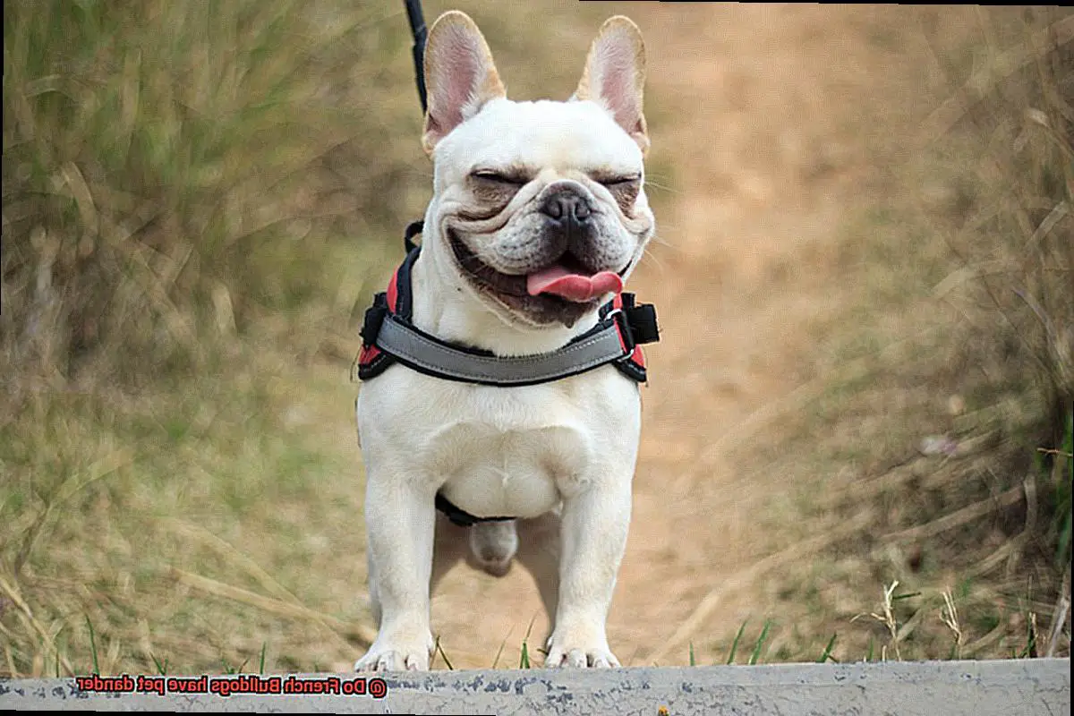 Do French Bulldogs have pet dander-10