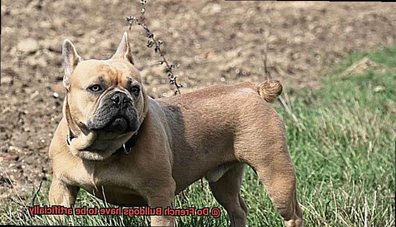 Do French Bulldogs have to be artificially-3