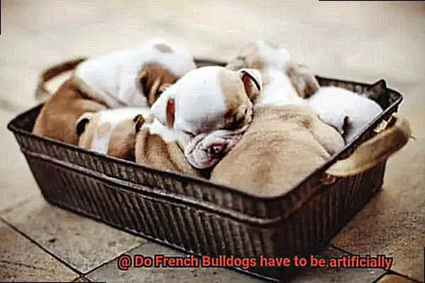 Do French Bulldogs have to be artificially-2