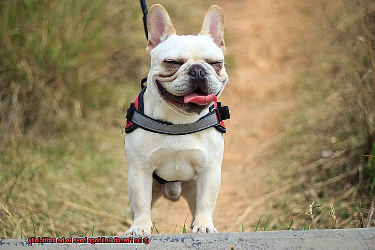 Do French Bulldogs have to be artificially-4